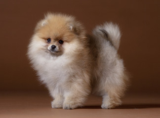 Pomeranian dog portrait in studio