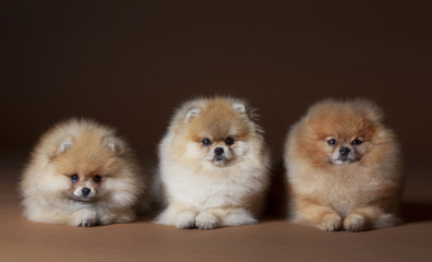 Pomeranian dog portrait in studio