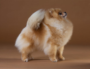 Pomeranian dog portrait in studio