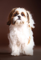 Shih Tzu dog