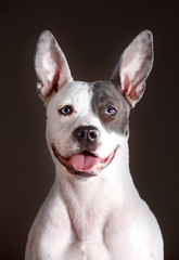 Staffordshire dog portrait