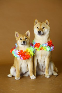 Couple of dogs with hawaian necklace