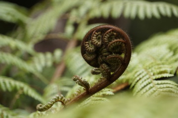 Fern