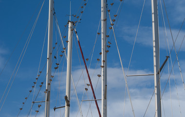 Flock of birds on sailboat rigging