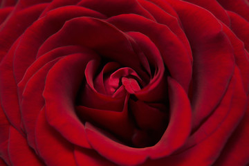 rose flower bud petal red vinous background