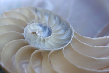Nautilus Shell Halved