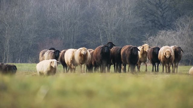 Sheeps . Breeding Lambs on the Farm . Sheep Grazing in a Meadow . Slider 2