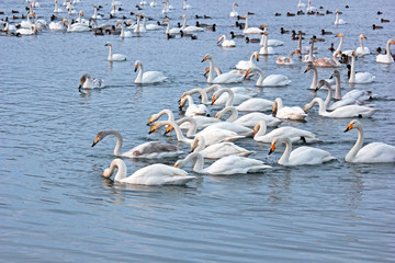 White Swans and dacks on a winter lake