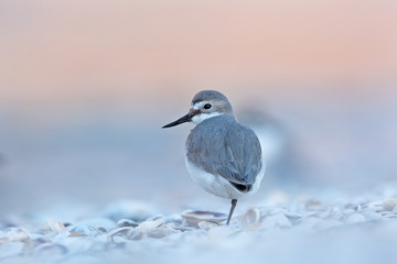 wrybill, ngutuparore , anarhynchus frontalis, new zealand 