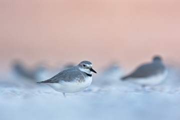 wrybill, ngutuparore , anarhynchus frontalis, new zealand 