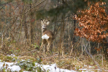 Male European roe deer (Capreolus capreolus) with horns in wool on a background of winter beech forest. Male European roe deer in winter entourage.