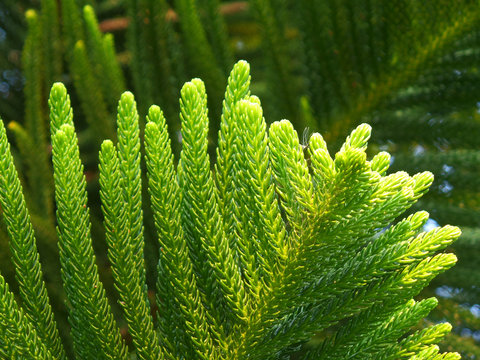 Closed up Vibrant Green Leaves of Cook Pine Tree in the Afternoon Sunlight