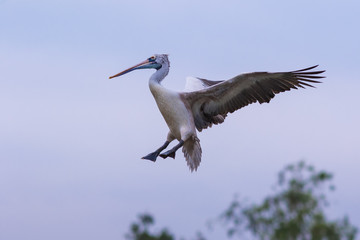 Bird in the zoo