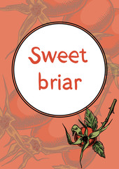 Sweet briar on the branches card