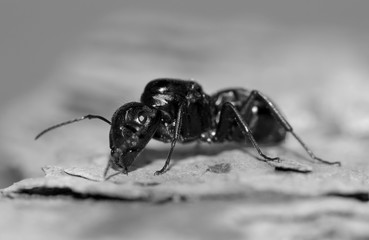 Black ant on wood