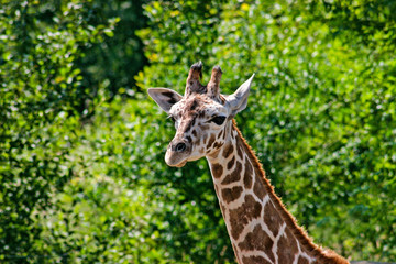 Giraffe