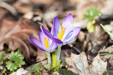 Frühlingsboten