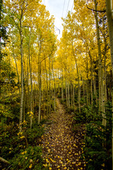 Colorado Fall Path