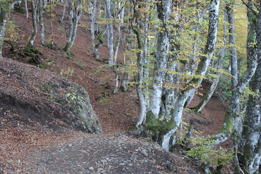 for&ecirc;t