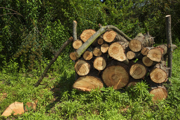Bundle of firewood on the grass