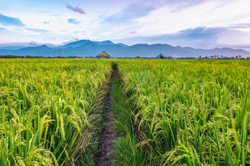 Very vast, broad, extensive, spacious rice field, stretched into the horizon.   Behind it is a line of hills and mountains that also expansive.  Group of tree in far away.  Beautiful red cloud and red