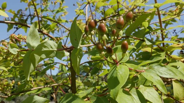 Herbal plant Hypericum androsa androsaemum shrub on the wind 4K 2160p 30fps UltraHD footage - Tree branches of Sweet-amber tutsan with small berries 3840X2160 UHD video 