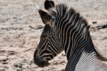 Fototapeta premium Zebra