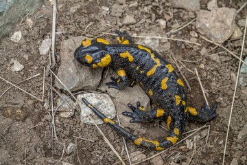 lizard salamander in their natural environment