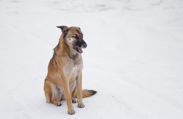 Outdoor portrait of cute mixed-breed, stray dog sitting on a fresh snow at winter season