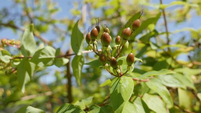 Herbal plant Hypericum androsa androsaemum shrub on the wind 4K 2160p 30fps UltraHD footage - Tree branches of Sweet-amber tutsan with small berries 3840X2160 UHD video 