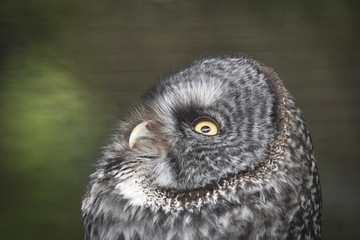 Great Grey Owl Looking Up