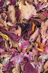 Dried Petal Flowers as Background