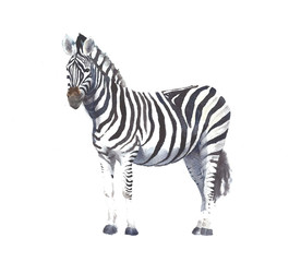 Zebra animal watercolor painting illustration hand made isolated on white background greeting card - 133328853