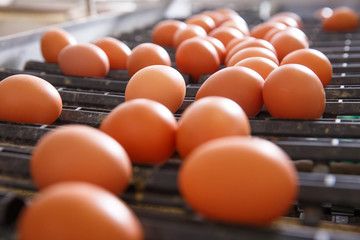 Fresh and raw chicken eggs on a conveyor belt © zlikovec