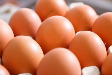 Fresh and organic chicken eggs packed in holders
