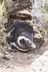 Magellanic Penguin of Punta Tombo Patagonia