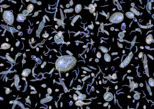 lots of various microorganisms