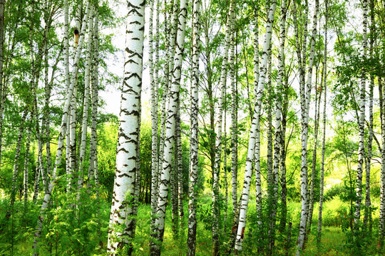 Fototapeta summer in sunny birch forest