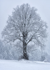 Fototapeta na wymiar Single tree in snow storm