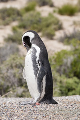 Fototapeta premium Magellanic Penguin of Punta Tombo Patagonia