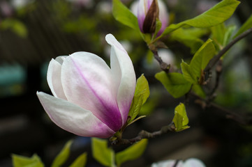 Close-up view of purple blooming magnolia. Beautiful spring bloom of magnolia trees. Pink flowers.	