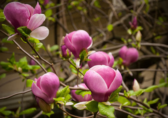 Close-up view of purple blooming magnolia. Beautiful spring bloom of magnolia trees. Pink flowers.	