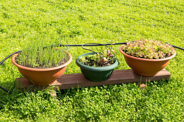 three pots with salad on a wooden stand