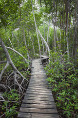 Wood footpath in tropical rain forest in Colombia.