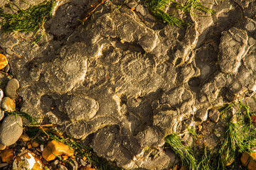 Ammonites in rock