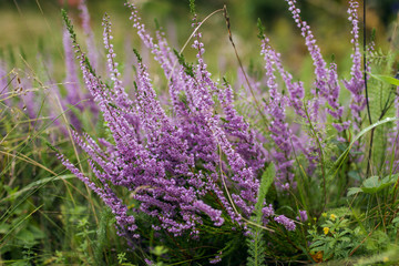 Calluna vulgaris