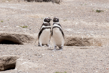 Magellanic Penguin of Punta Tombo Patagonia