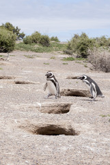 Magellanic Penguin of Punta Tombo Patagonia