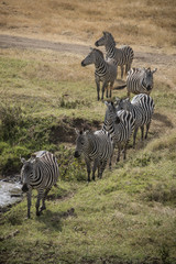 Fototapeta na wymiar Line of Zebras, Ngorongoro Crater, Tanzania