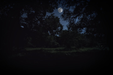 Fototapeta na wymiar summer landscape. green grass on hillside meadow. Inside forest view of meadow under moon light
